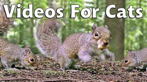 Videos And Movies For Cats To Watch Squirrels Squirrel World Youtube