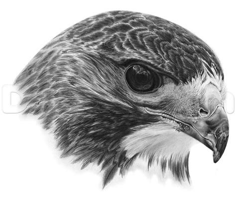 Learn How To Draw A Realistic Hawk Birds Animals Free