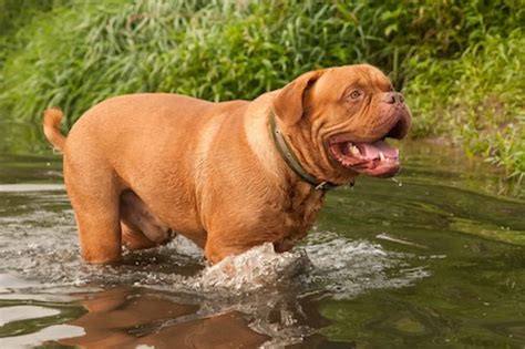 Dogue De Bordeaux Ultimate Guide Health Personality And More