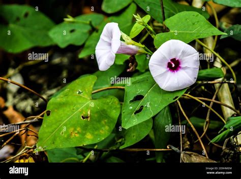 Sweet Potato Plants With Flowers Stock Photo Alamy