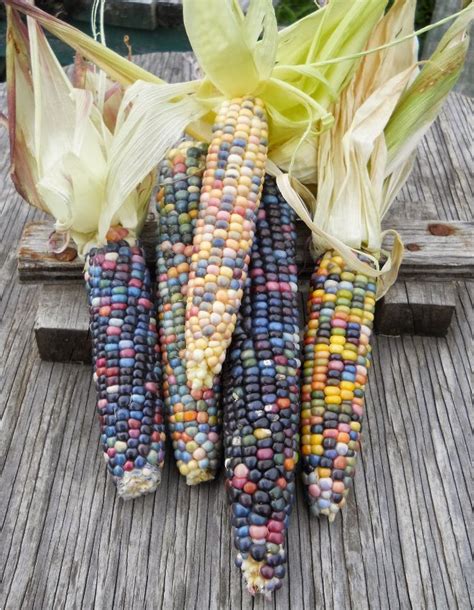 Organic True Native Heirloom Cherokee Indian Carls Glass Gem Corn 40