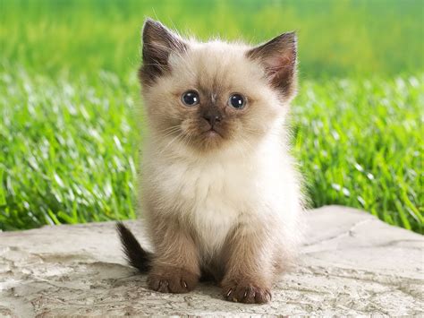 A+ rating with the bbb! 41 Very Cute Persian Kitten Pictures And Images