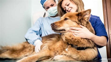 When To Euthanize A Dog With Hemangiosarcoma Pets Tutorial