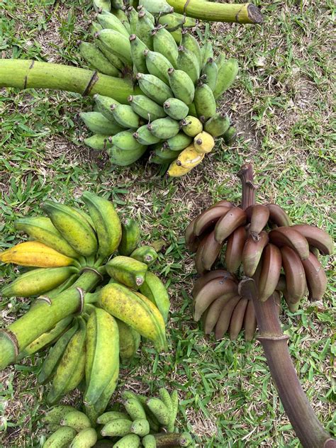 🍌 Banana Abundance Get Em On Sale W Subscription 🍌 Miami Fruit