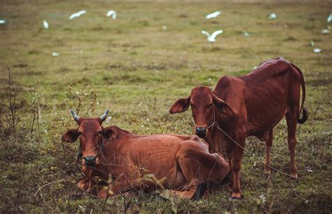 Free Images Animals Birds Blur Bull Cattle Countryside Cows