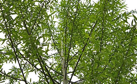 16 Hybrid Willow Trees Austree Grows 12 Foot 1st Season Create
