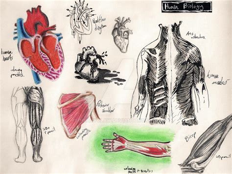 Nhm Sketches Human Biology 1 By Heavyclaw On Deviantart