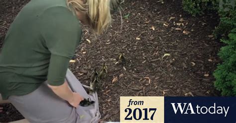 Video Justine Damond Australian Rescues Trapped Ducklings