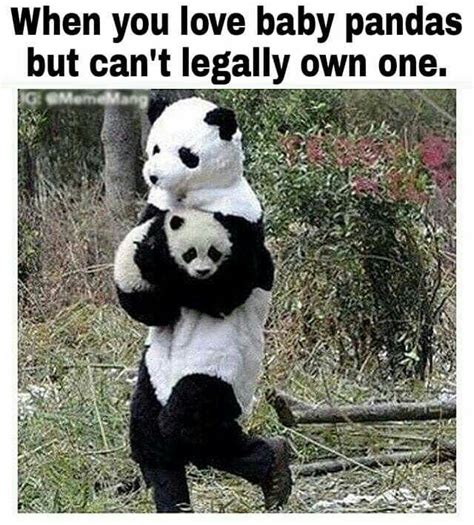 Pin By Angie Frank On Lol Panda Funny Funny Panda Pictures Cute Panda