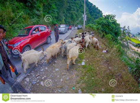 Pokhara Nepal September 04 2017 Shepherds Take Care Of Flocks Of