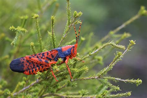 Leichhardts Grasshopper Petasida Ephippigera Kakadu Nat Flickr