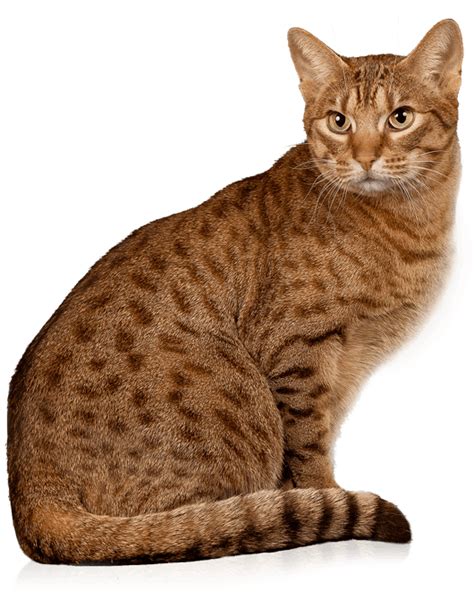 It is also built to help users get services from clinics near them. ocicat — info kucing