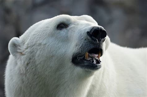 Best Polar Bear Teeth Stock Photos Pictures And Royalty Free Images Istock