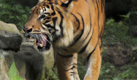 Sumatran Tiger Population Increases But Challenges Remain Madison