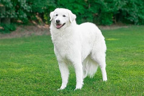 Kuvasz Dog Breed Information In 2021 Rare Dogs Rare Dog Breeds Dog