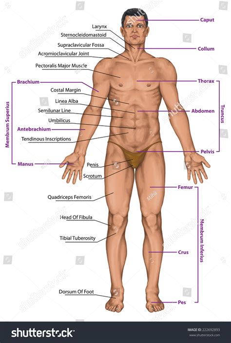 Diagram Of Men Body 2204 The Best Porn Website