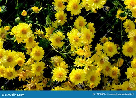 Chrysanthemum Morifolium Ramat Is A Perennial Herb Covered With Yellow