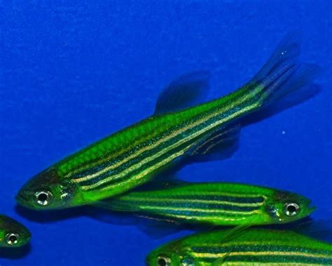 Данио Глофиш Glofish зеленый аквариумная рыбка купить в Москве цена