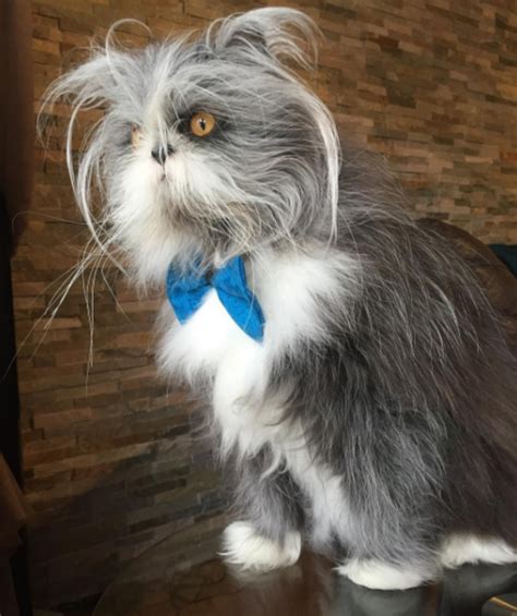 Is This A Cat Or A Dog Furry Pet Photo Sparks Debate Parade