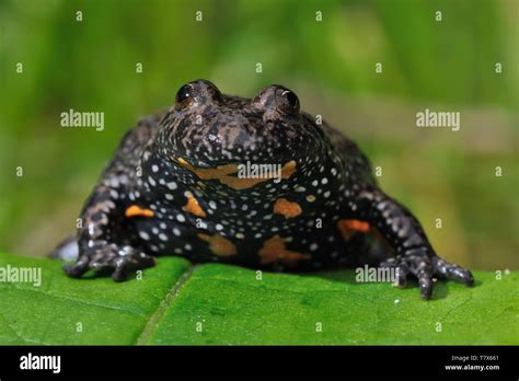 The European Fire Bellied Toad Bombina Bombina Captured Close Up On