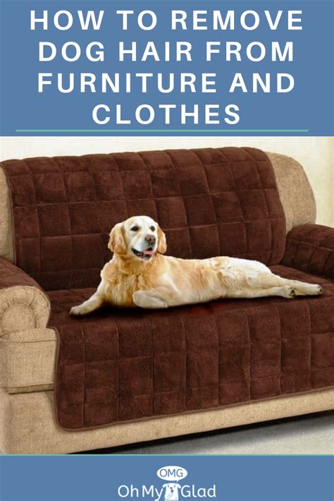 Sep 25, 2019 · 1. How to Remove Dog Hair from Furniture and Clothes | Dog ...