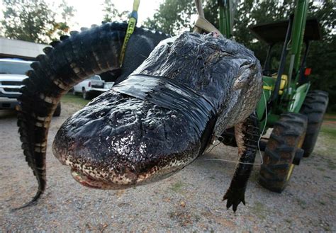 Hunters Haul In 1000 Pound Alligator