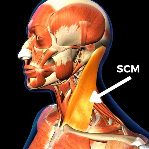 All About The Sternocleidomastoid Muscle Anatomy And Treatment