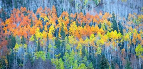 Why Aspen Leaves Change Color During Fall Four Seasons