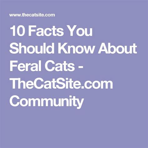 The Words 10 Fact You Should Know About Fecal Cats The Catite Com