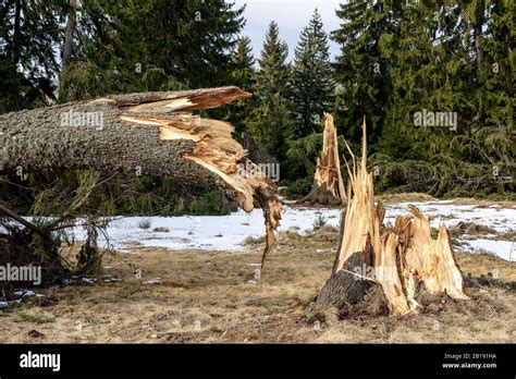 Broken Tree Hi Res Stock Photography And Images Alamy