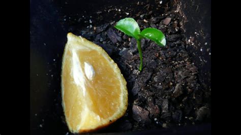 How To Grow Orange Trees From Seed The Easy Way Youtube