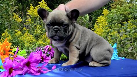 French bulldog information, how long do they live, height and weight, do they shed, personality traits, how much do they cost, common health issues. blue tri french bulldogs - YouTube