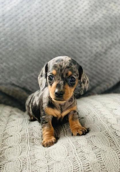 Teacup Dachshund Puppies Pin On Puppies The Teacup Dachshund Takes