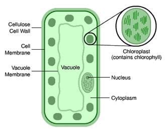 3 degradation is made possible by large, multienzyme complexes known as cellulosomes. CELL WALL Made of tough cellulose which gives the cell ...