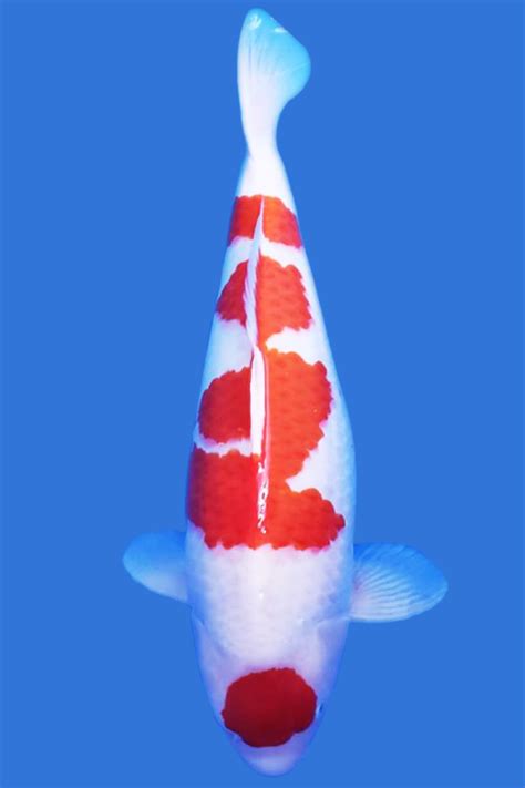 Kohaku koi for sale | Kohaku koi Fish | High Quality Kohaku for Sale
