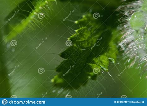 Extreme Close Up Of Hairy Spiky Leaf Edges Of Oriental Poppies In The