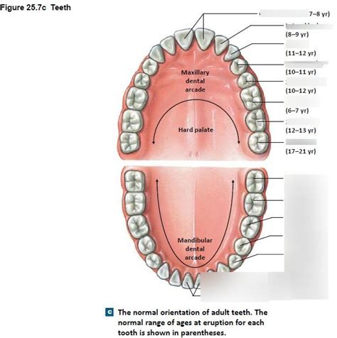 Unit 5 Teeth Diagram Quizlet