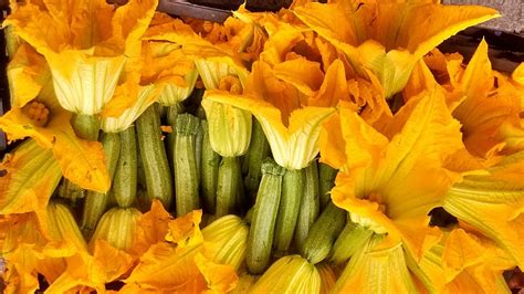 When do zucchini blossoms open. Baked Stuffed Zucchini Flowers with Italian Cheese and ...