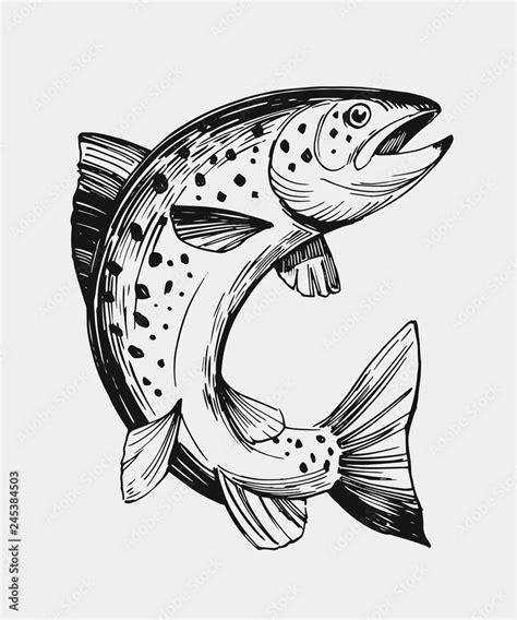 Sketch Of Fish Salmon Trout Hand Drawn Illustration Vector