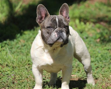 Is a local french bulldog breeder with a variety of puppies for sale. Mydiary: French Bulldog Mix Puppies