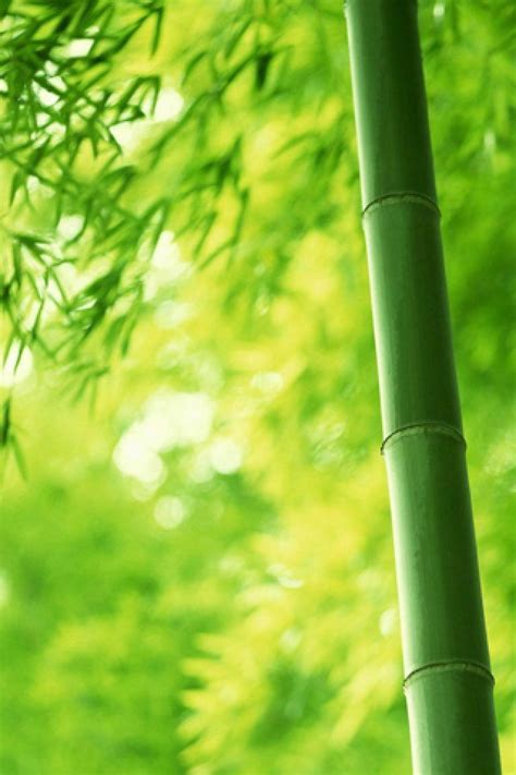 47 Bamboo Wallpaper Hd Wallpapersafari