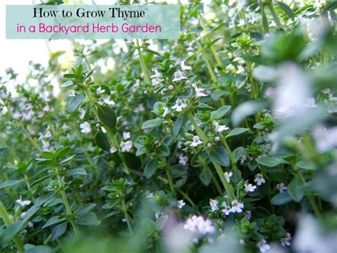 How To Grow Thyme In A Backyard Herb Garden