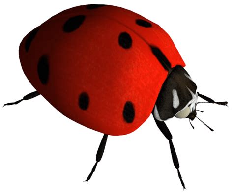 Download Ladybug Png Image Hq Png Image Freepngimg