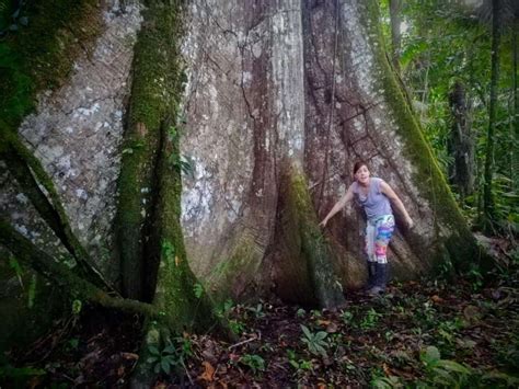 The Common Trees Of The Amazon Rainforest Shiripuno Amazon Lodge