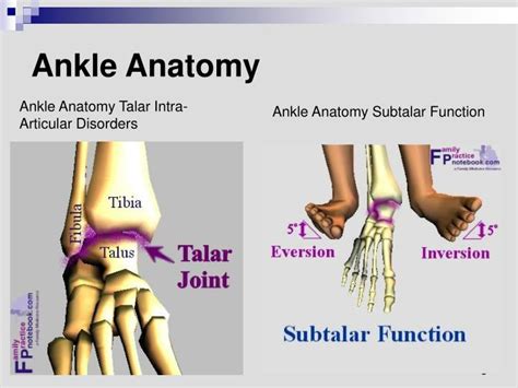 Ppt Disorders Of The Ankle And Foot Powerpoint Presentation Id5406648