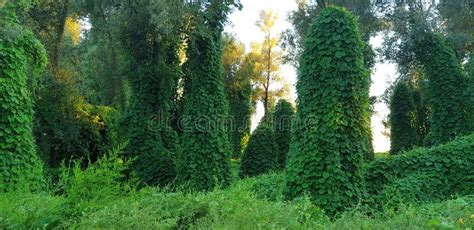 Forest With A Plant Kudzu Stock Image Image Of Outdoor 177946535