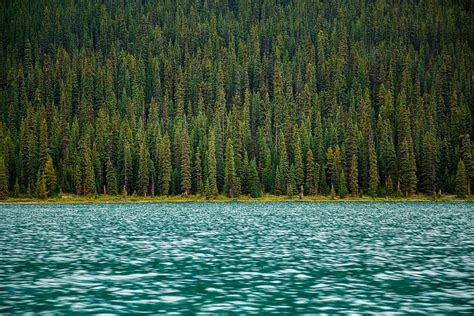 Hd Wallpaper Body Of Water Near Pine Trees Lake Forest Woodland