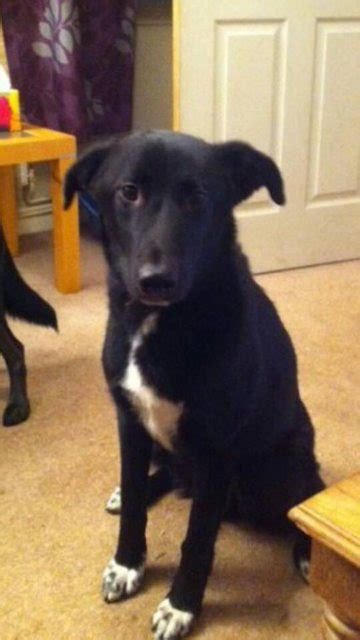 Jake 18 Month Old Male Collie Cross Lurcher Available For Adoption