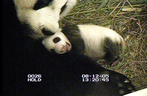 National Zoo Giant Panda Gives Birth To 2 Cubs On Saturday Jewish