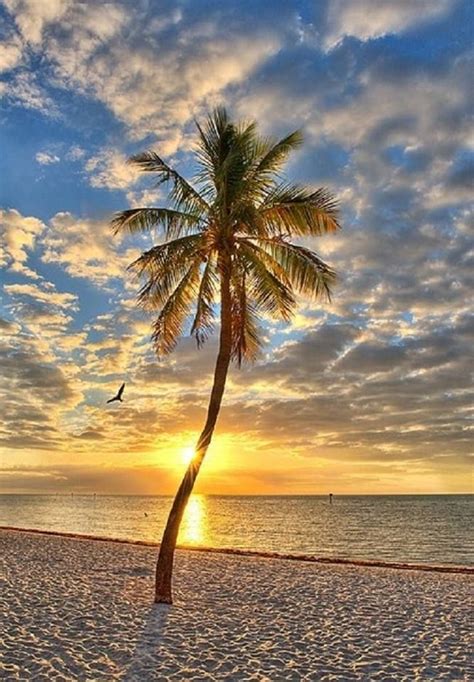 Sundown And Palm Tree With Images Beautiful Sunrise Beach Outdoor
